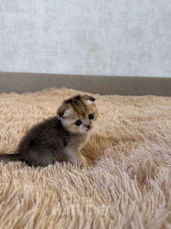 Кошки в Самаре: Шотландские котята (золотая шиншилла) Разнополые, 25 000 руб. - фото 2