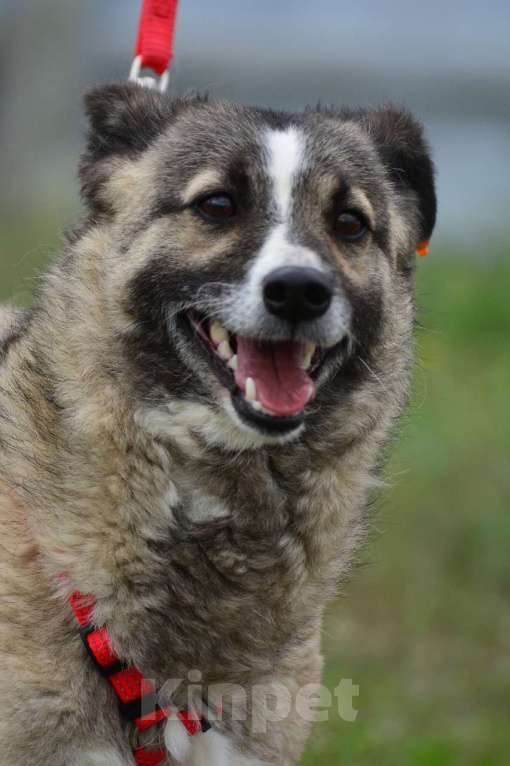 Собаки в Воронеже: Молодая собачка в добрые руки  Девочка, Бесплатно - фото 7