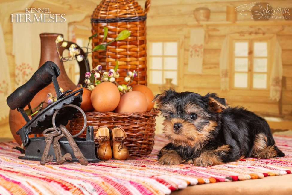 Собаки в Санкт-Петербурге: Мальчик йоркширский терьер Мальчик, 50 000 руб. - фото 3