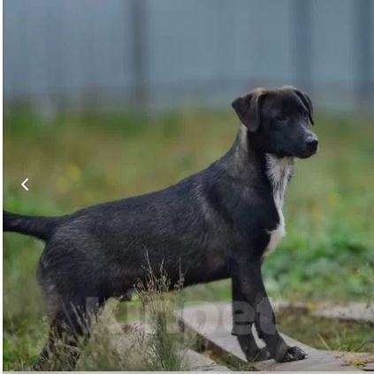 Собаки в Москве: Крош Мальчик, Бесплатно - фото 4