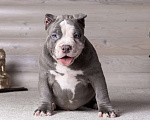 Собаки в Королеве: Американский булли стандарт Мальчик, 200 000 руб. - фото 1