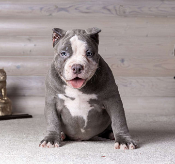 Американский булли стандарт