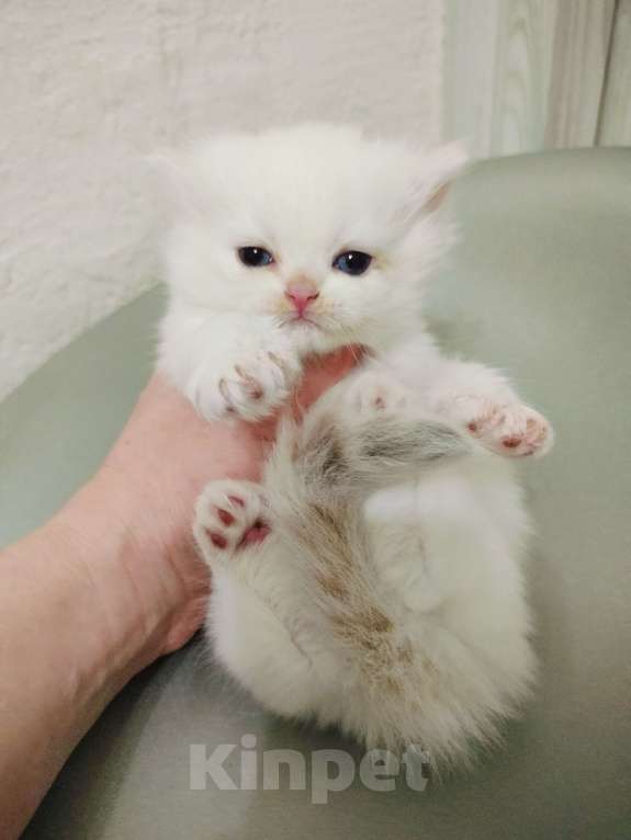 Кошки в Воронеже: Мальчик рэгдолл окрас голубой Линкс поинт Мальчик, 30 000 руб. - фото 3