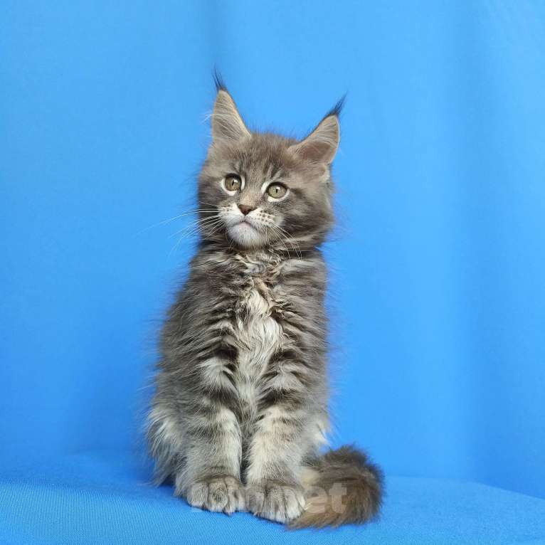 Кошки в Москве: Котёнок Мейн-кун Девочка Девочка, 55 000 руб. - фото 4