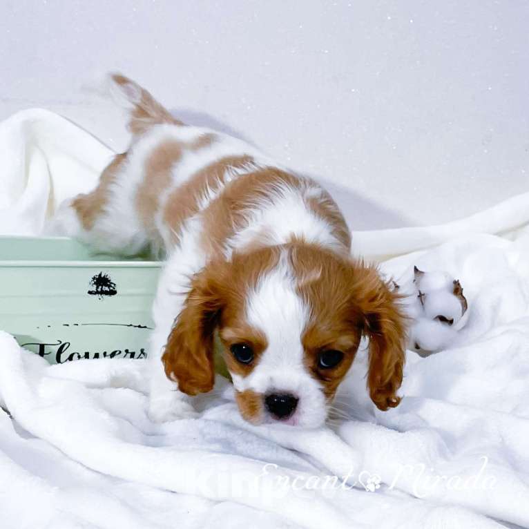 Собаки в Тамбове: Мальчик кавалер Кинг Чарльз спаниель Мальчик, 70 000 руб. - фото 3