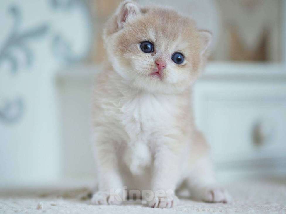 Кошки в Москве: Британский мальчик Финист Мальчик, 150 000 руб. - фото 3