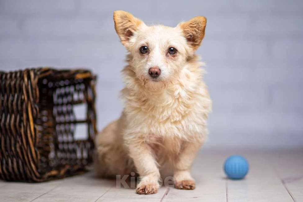 Собаки в Москве: Крошечная собачка Бэмби в добрые руки Девочка, 1 руб. - фото 4