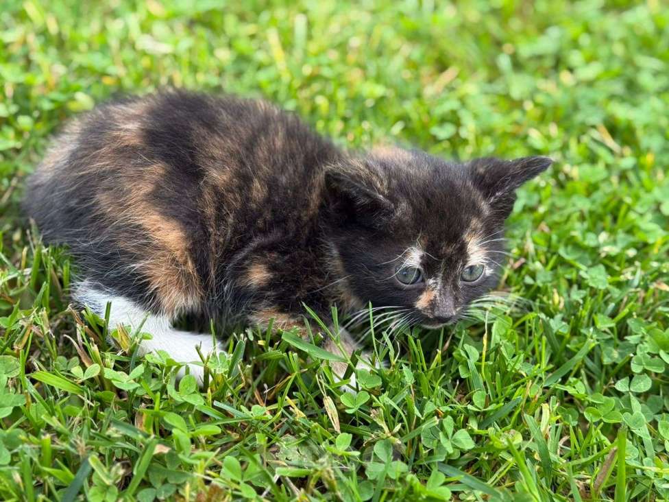 Кошки в других городах Ленинградской области: Две кошечки ищут любящую семью!  Девочка, Бесплатно - фото 2