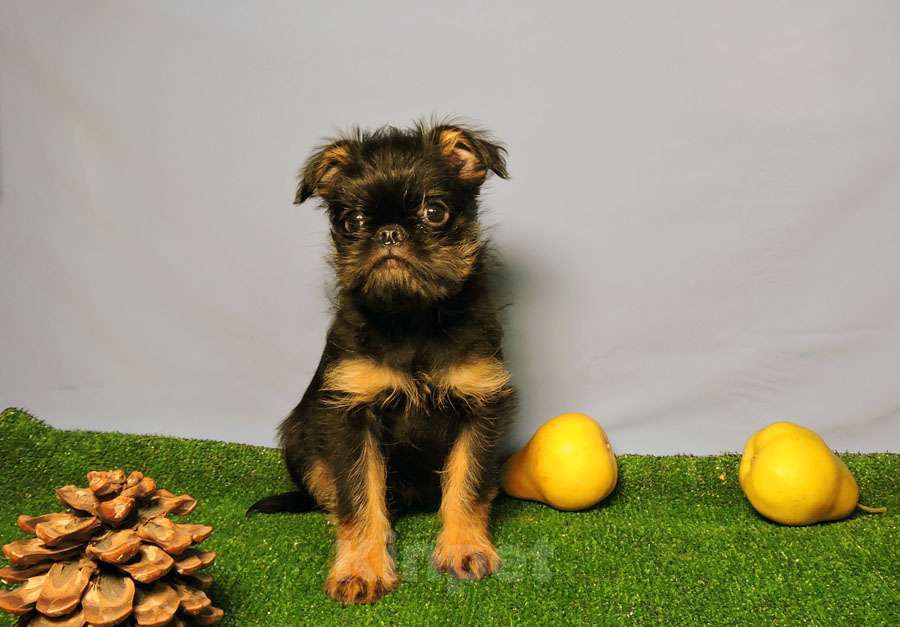 Собаки в Мытищах: Мальчик бельгийского гриффона Мальчик, 45 000 руб. - фото 2