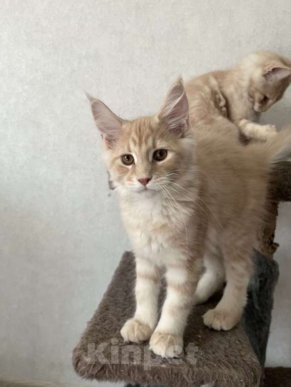 Кошки в Ахтубинске: Котята Мальчик, Бесплатно - фото 1