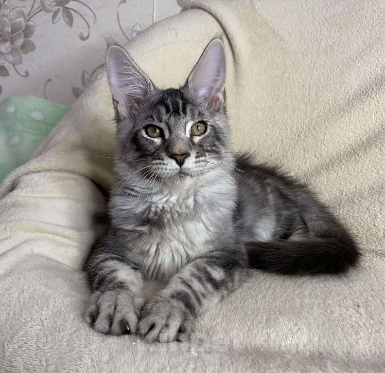 Кошки в Дмитрове: Черный серебристый мраморный мальчик Xavier Мальчик, 30 000 руб. - фото 2