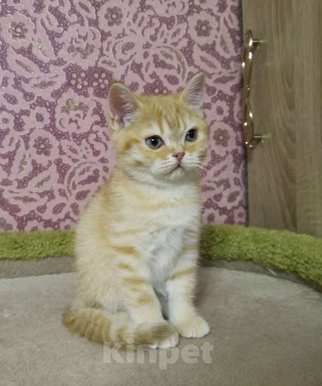 Кошки в Москве: Рыжая шотландская девочка  Девочка, 16 000 руб. - фото 2