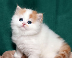 Кошки в Москве: котенок хайленд-страйт Мальчик, 25 000 руб. - фото 1