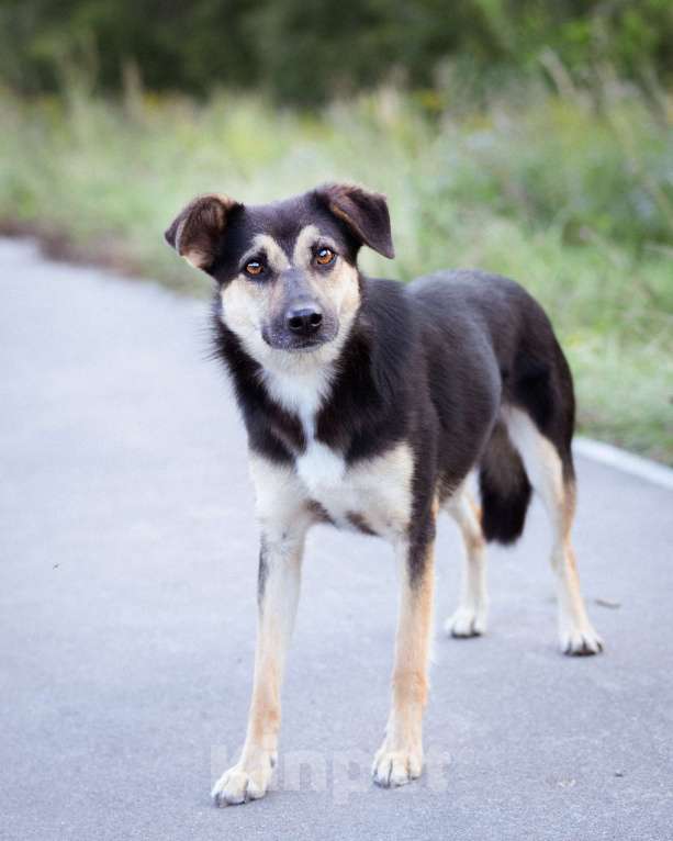 Собаки в Москве: Миниатюрная молодая девочка из приюта ищет дом Девочка, Бесплатно - фото 6