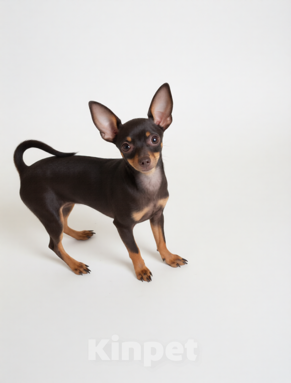 Собаки в Улане-Удэ: Девочка русского тоя с документами Девочка, 35 000 руб. - фото 1