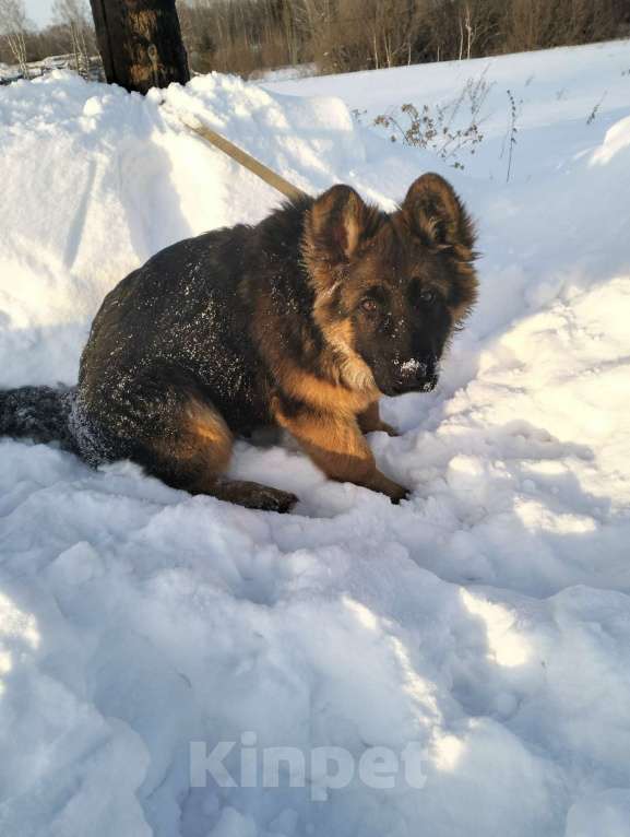 Собаки в других городах Красноярского края: щенки немецкой овчарки длинники Девочка, 45 000 руб. - фото 1