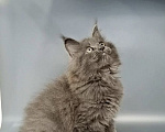 Кошки в других городах Ленинградской области: Котёнок мейн-кун Мальчик, 70 000 руб. - фото 3