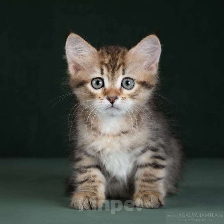 Кошки в Москве: Элитные котята питомник. Кошечка Улана. Девочка, 49 900 руб. - фото 5