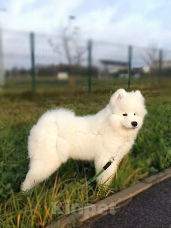 Собаки в Мичуринске: Щенок самоеда Мальчик, 70 000 руб. - фото 4