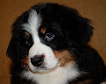 Собаки в других городах Московской области: Бернский зенненхунд Девочка, 120 000 руб. - фото 5