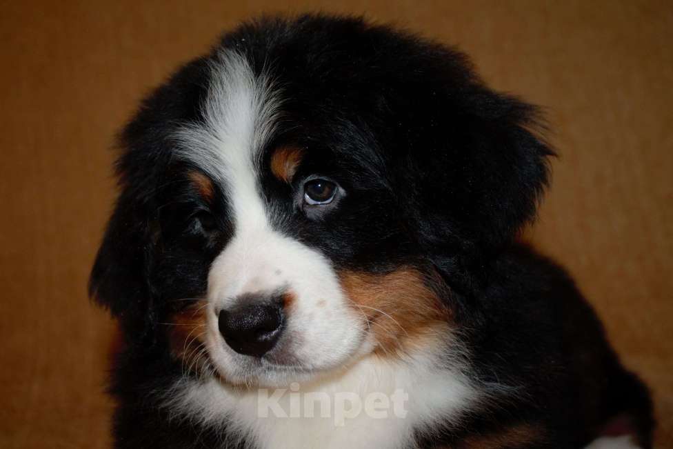 Собаки в других городах Московской области: Бернский зенненхунд Девочка, 120 000 руб. - фото 5