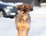Собаки в Санкт-Петербурге: Редкой внешности собачка ищет дом Девочка, Бесплатно - фото 3