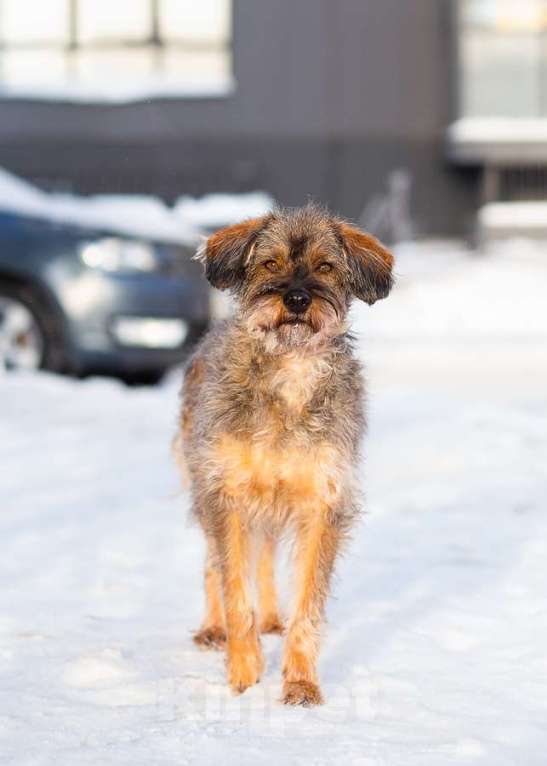 Собаки в Санкт-Петербурге: Редкой внешности собачка ищет дом Девочка, Бесплатно - фото 3