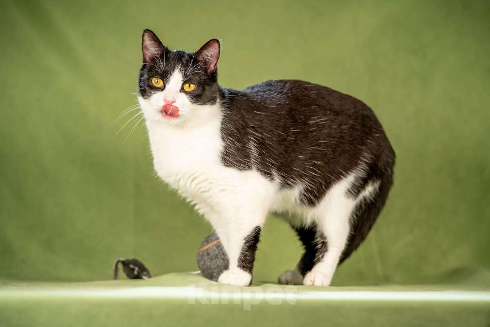 Кошки в Клине: Мамуля — кошка, достойная самой нежной любви Девочка, Бесплатно - фото 10