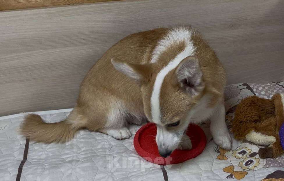 Собаки в Москве: Вельш корги пемброк девочка с хвостиком Девочка, 25 000 руб. - фото 5