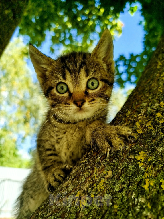 Кошки в других городах Московской области: Котёнок -крысолов Мальчик, 3 000 руб. - фото 1