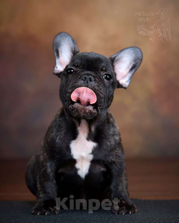 Собаки в Ростове-на-Дону: Готовы к переезду щенки французкого бульдога. Мальчик, 50 000 руб. - фото 4