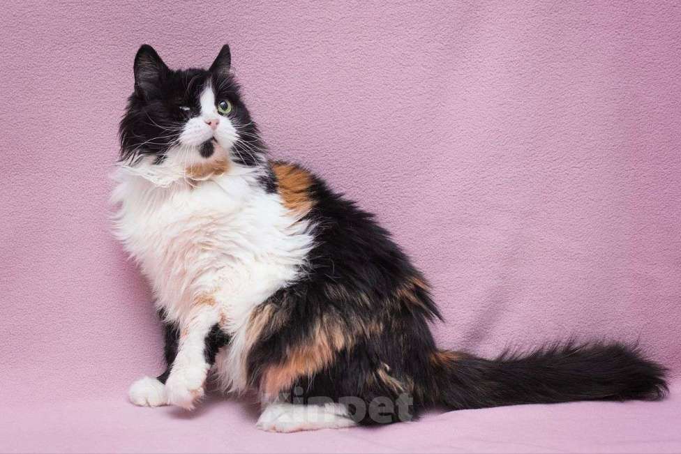 Кошки в Москве: И что же, что глазика нет? — особенная Пеструша тоже хочет быть любимой и нужной Девочка, Бесплатно - фото 3