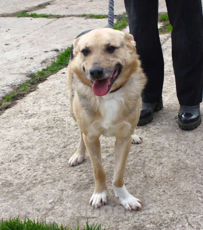 Собаки в Москве: Милый мальчишка Джонни очень хочет домой Мальчик, Бесплатно - фото 2