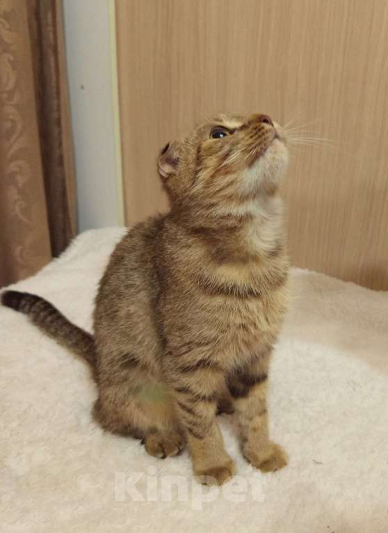 Кошки в Санкт-Петербурге: Ласковее и добрее кошечек не бывает Девочка, 100 руб. - фото 3