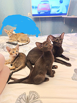 Продам ориентальных котят.
