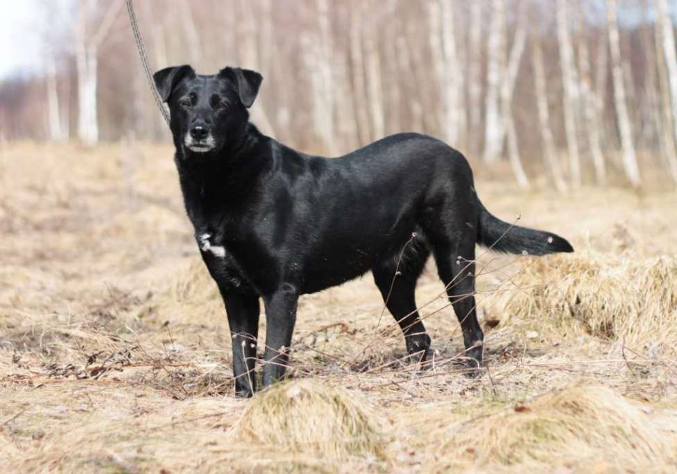 Собаки в Москве: Дина Девочка, Бесплатно - фото 3