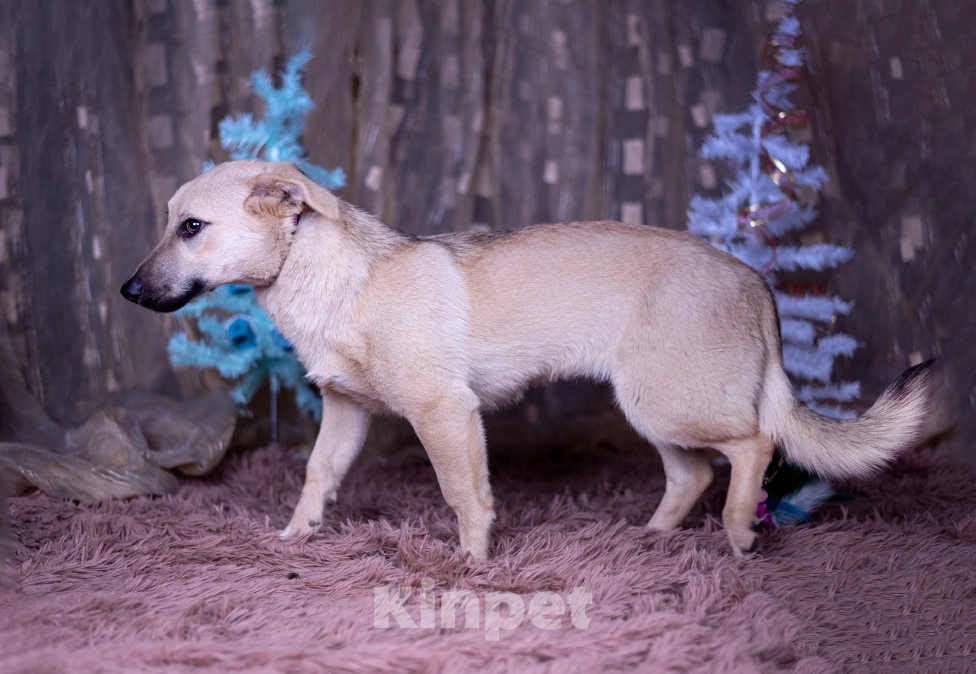 Собаки в других городах Московской области: Ася щенок  Девочка, Бесплатно - фото 8