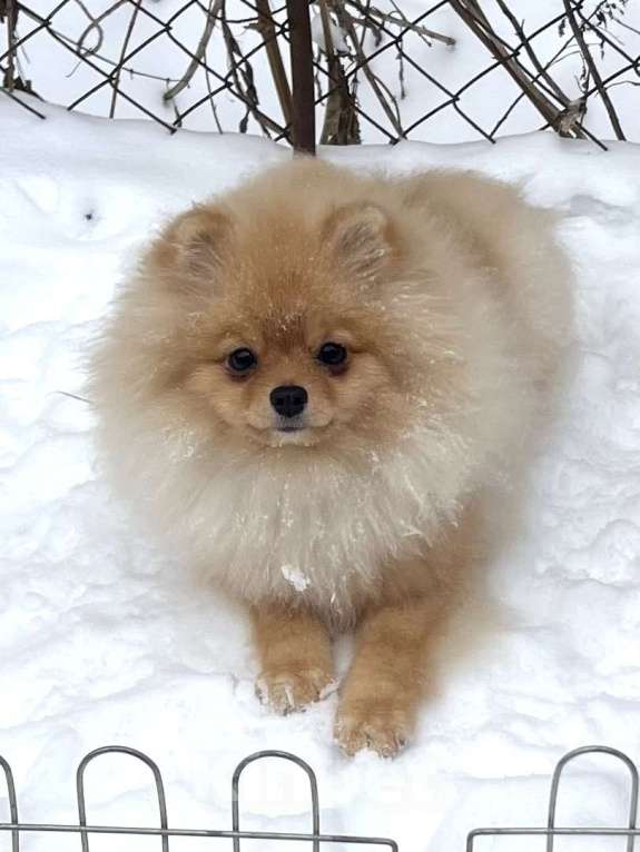 Собаки в Туле: Немецкий малый шпиц девочка Девочка, 35 000 руб. - фото 1