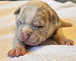 Собаки в других городах Московской области: AMERICAN BULLY   девочка Девочка, 250 000 руб. - фото 1