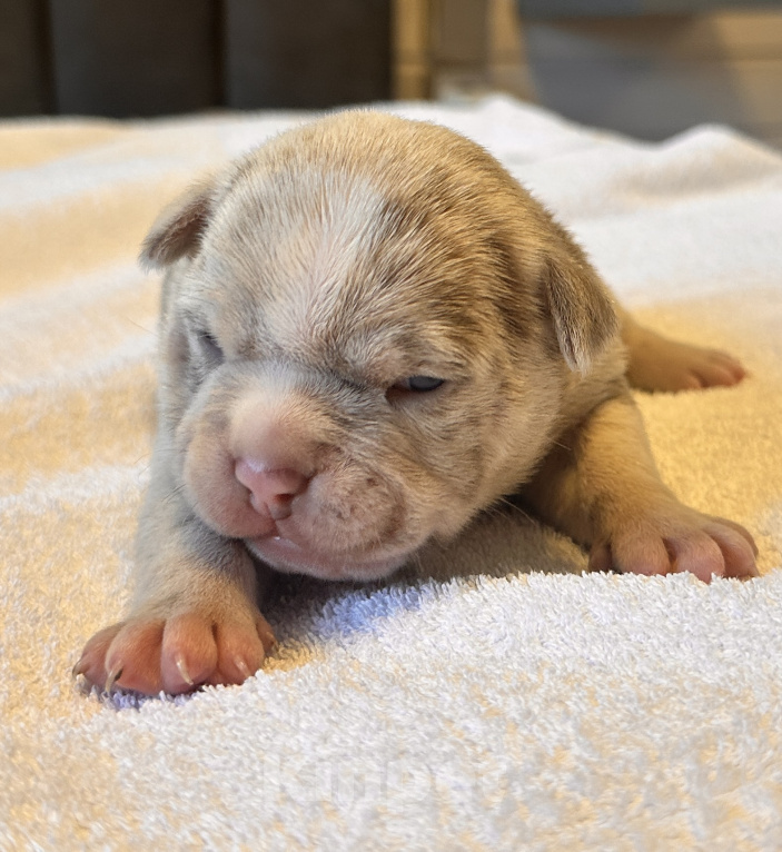 Собаки в других городах Московской области: AMERICAN BULLY   девочка Девочка, 250 000 руб. - фото 1