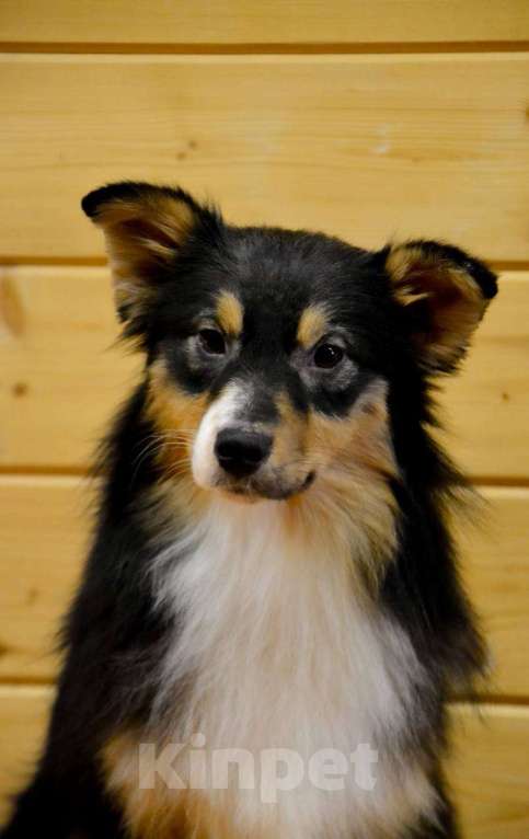 Собаки в Москве: Австралийская овчарка щенок  Девочка, 25 000 руб. - фото 5