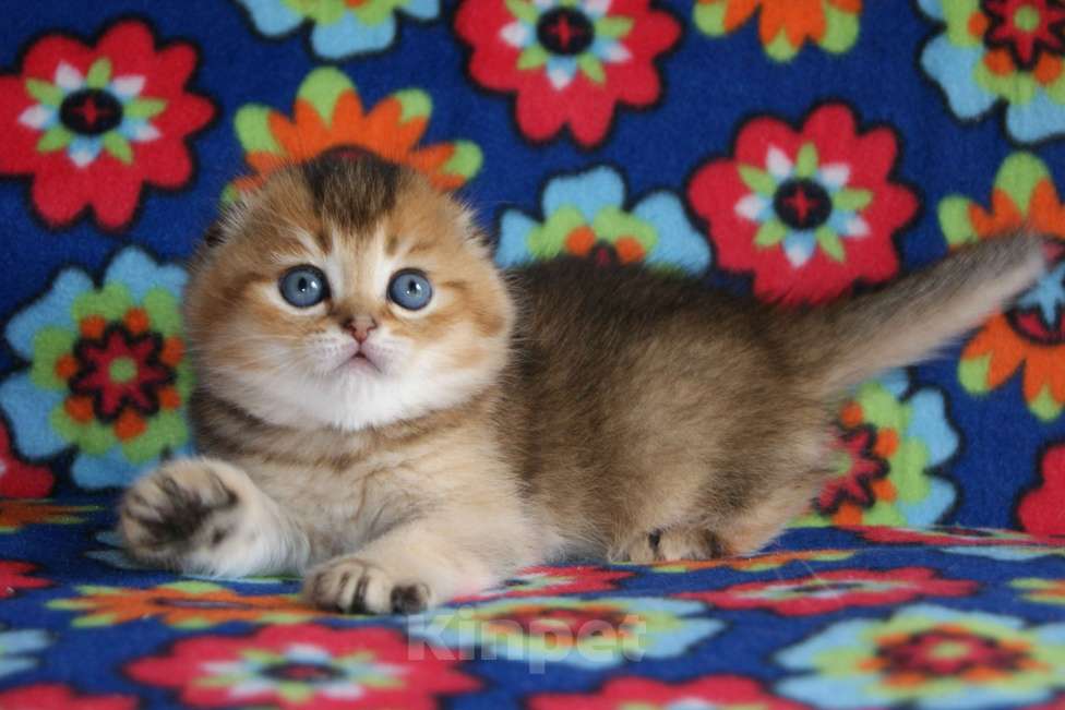 Кошки в Москве: золотой мальчик Мальчик, 35 000 руб. - фото 1