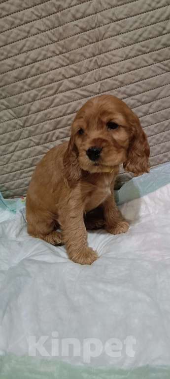 Собаки в Новосибирске: Щенок Мальчик, 15 000 руб. - фото 2