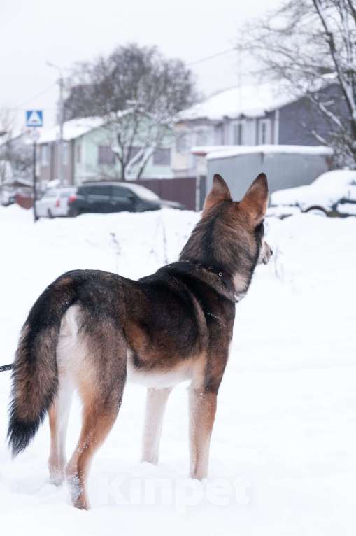 Собаки в Ногинске: Внимание: найден источник бесконечной энергии! Зовут Джои. Нужен добрый и терпеливый диспетчер! Мальчик, Бесплатно - фото 5