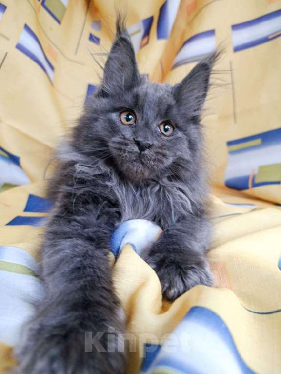 Кошки в Москве: Флинт  Мальчик, 65 000 руб. - фото 4