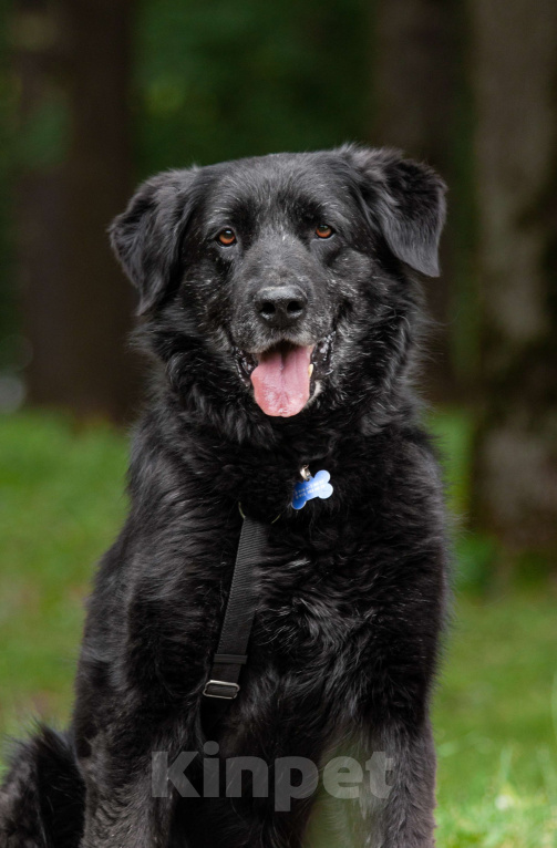 Собаки в других городах Московской области: Спокойный мишка Мальчик, Бесплатно - фото 5