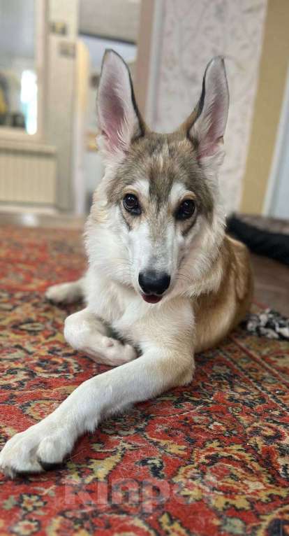 Собаки в других городах Московской области: Анри якутенок в добрые руки Мальчик, Бесплатно - фото 1