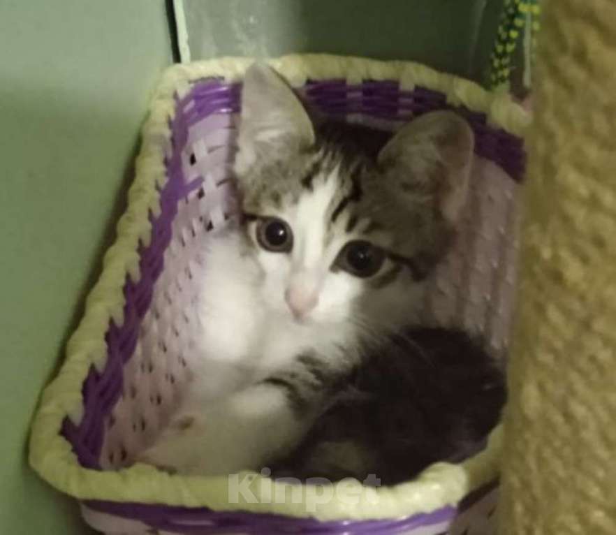 Кошки в Москве: Малыш Леопольд, добрейшая душа. Котенок 3 мес в добрые руки. Мальчик, Бесплатно - фото 7