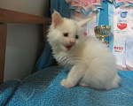 Кошки в Мур: котята мейн кун, 3 000 руб. - фото 4