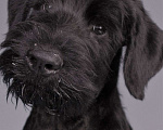 Собаки в Симферополе: Щенок ризеншнауцера Мальчик, 70 000 руб. - фото 1